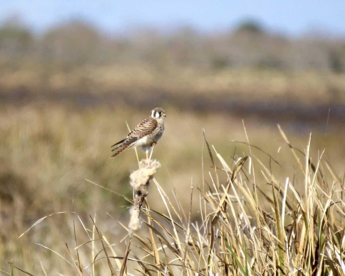 American Kestrel - ML646275399