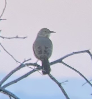 Bendire's Thrasher - ML646275400