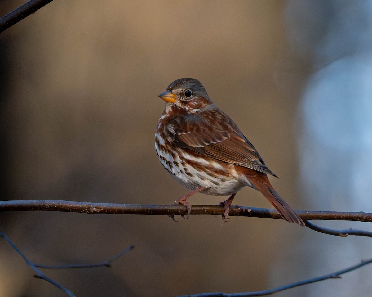 Fox Sparrow - ML646275401