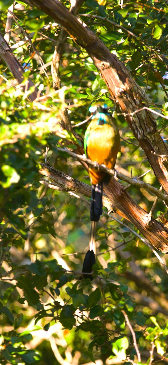 Turquoise-browed Motmot - ML646275402