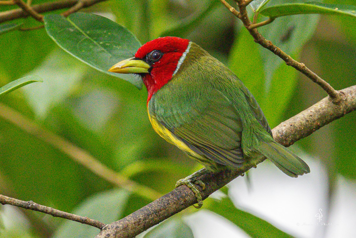 Red-headed Barbet - ML646275403