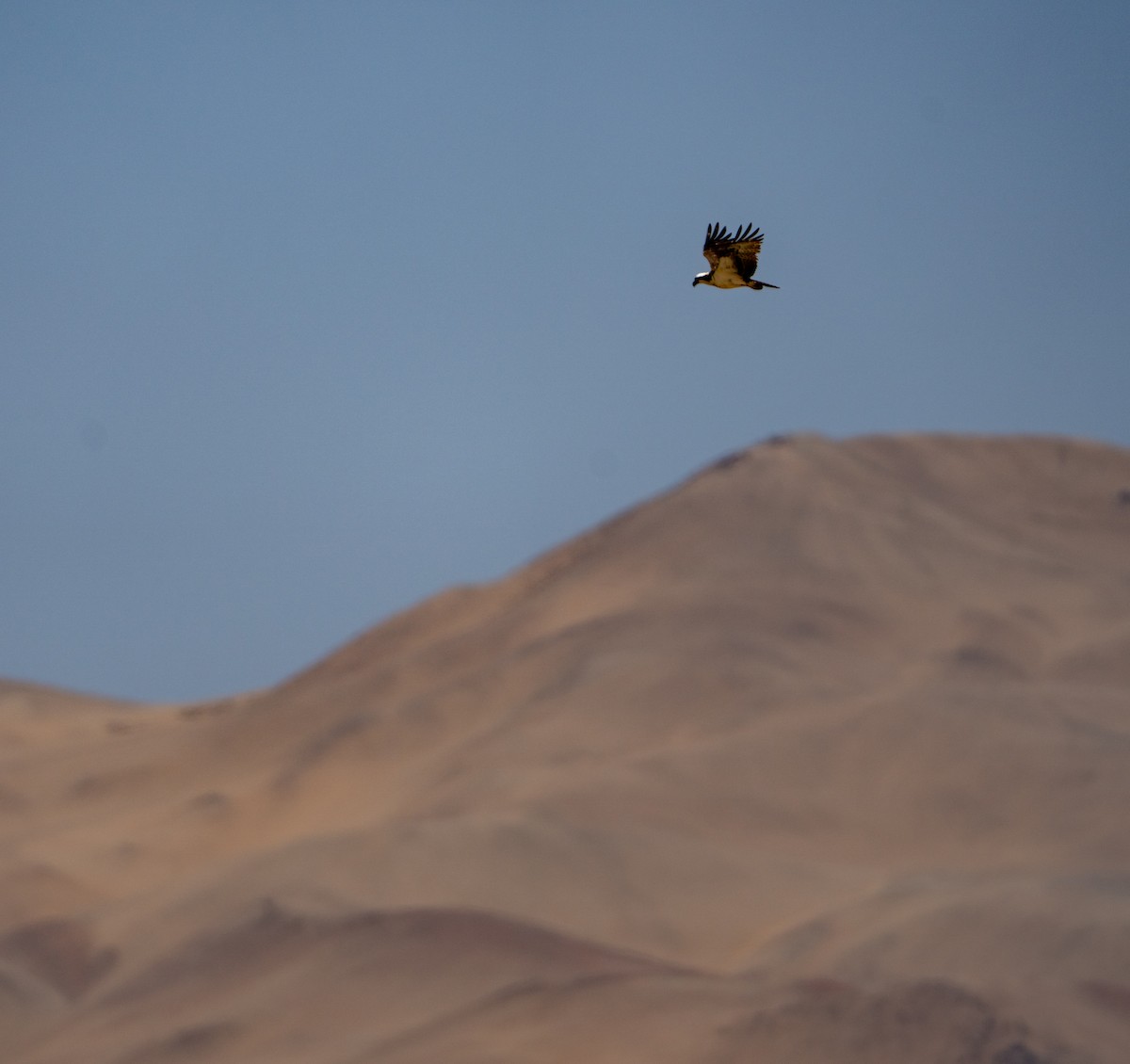 Osprey - ML646275404