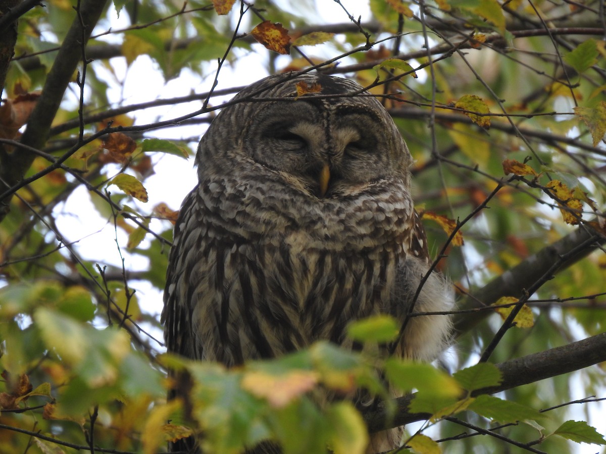 Barred Owl - ML646275405