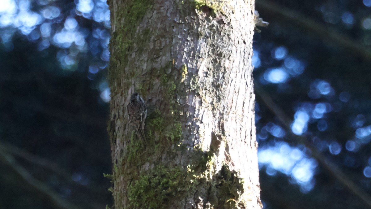 Brown Creeper - ML646275406
