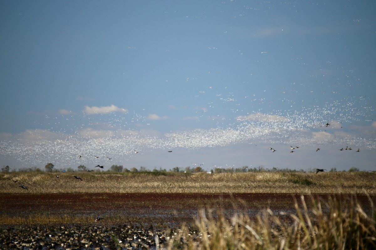 Schneegans - ML646275407