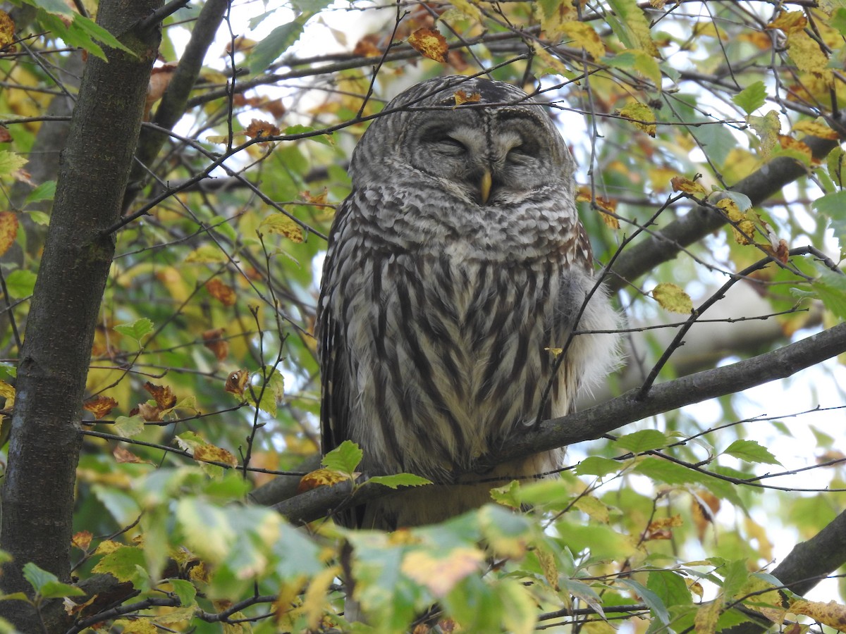 Barred Owl - ML646275408