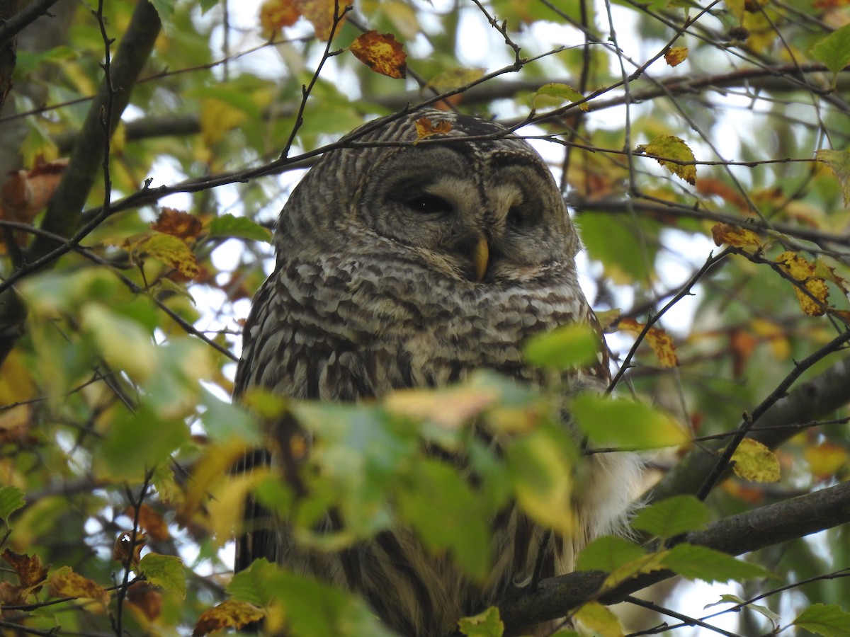 Barred Owl - ML646275409