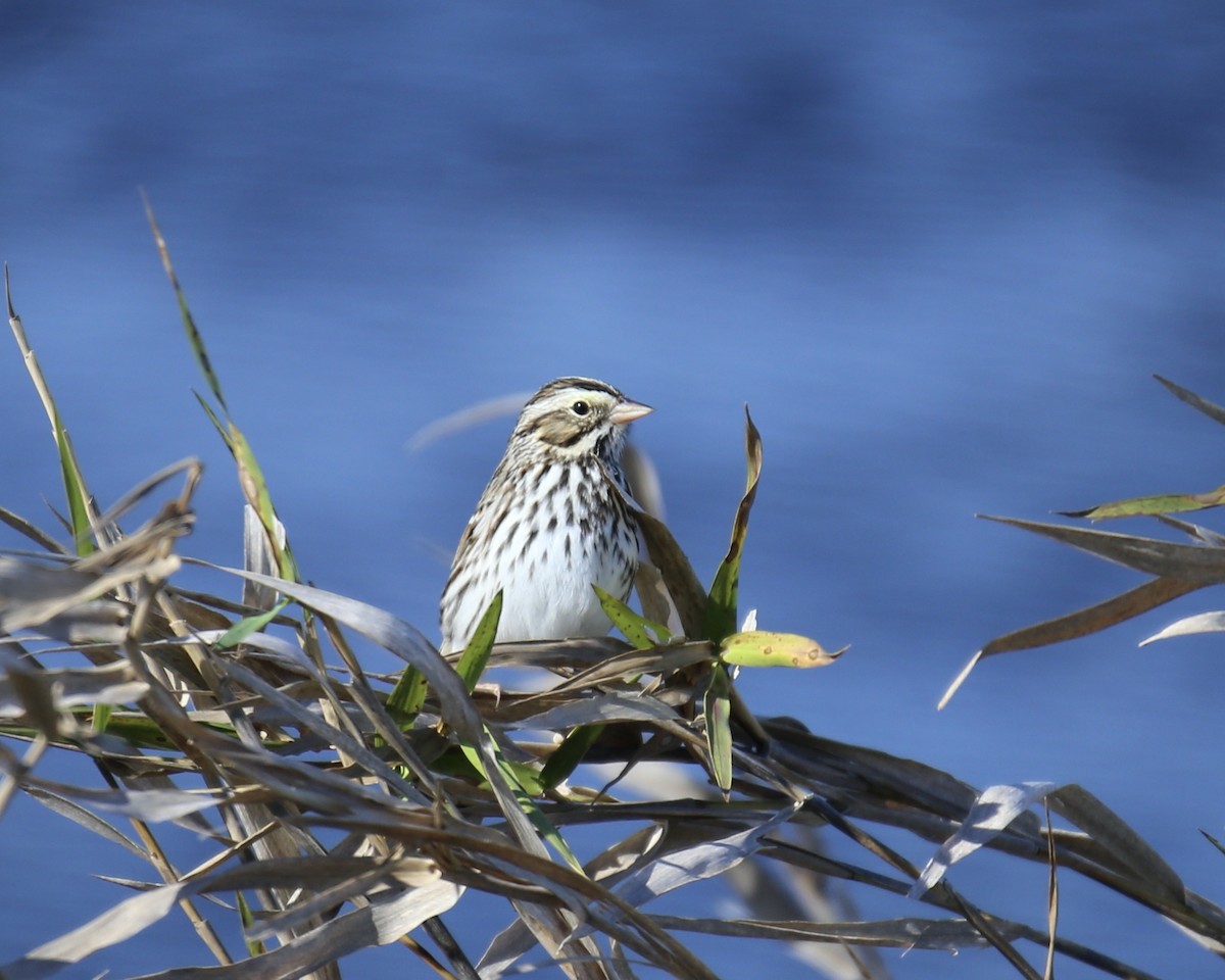 Savannah Sparrow - ML646275410