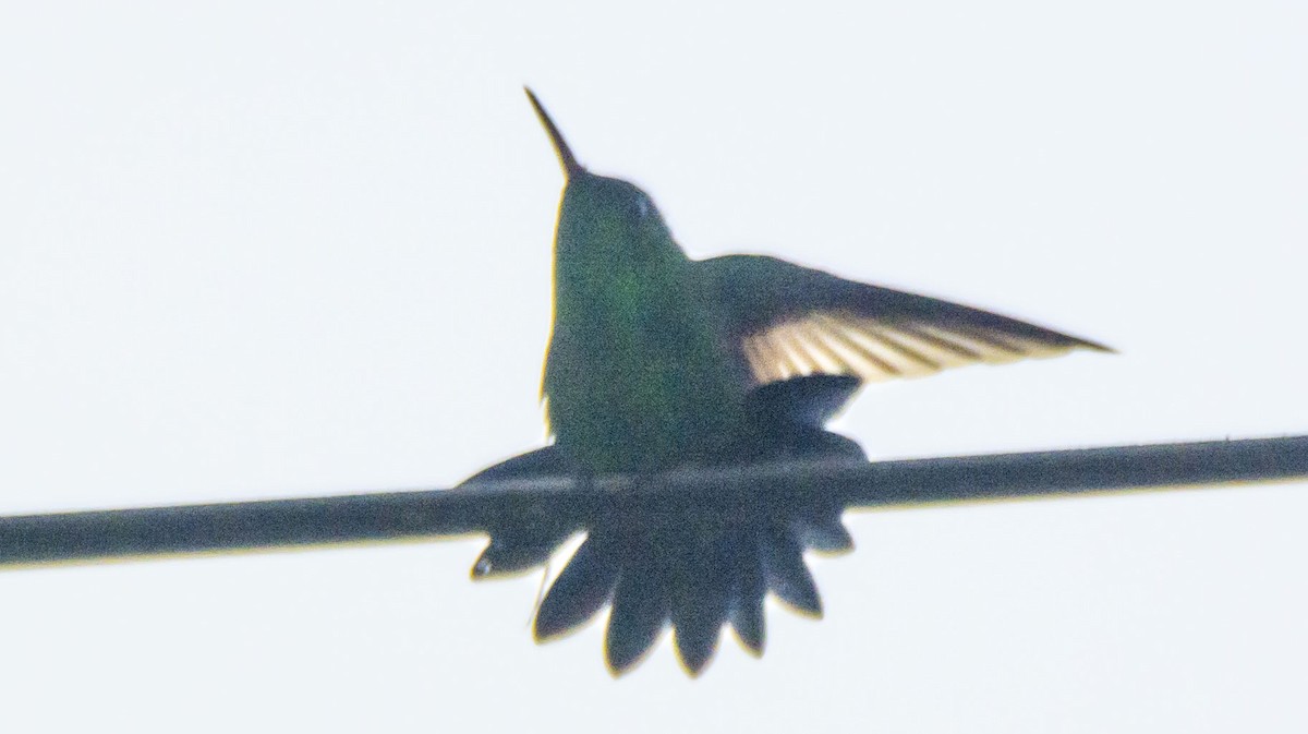 Blue-vented Hummingbird - ML646275411