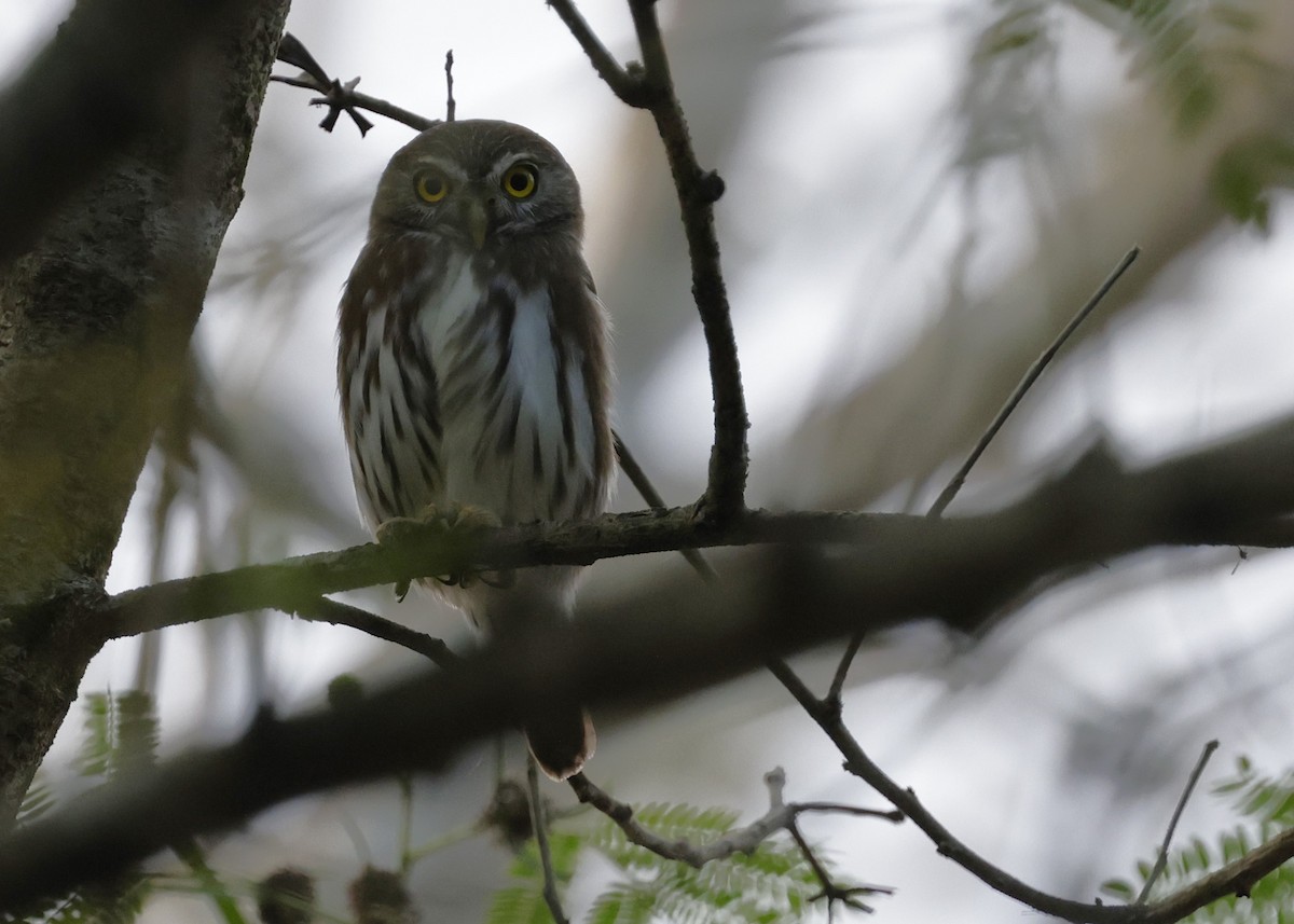Ferruginous Pygmy-Owl - ML646275414