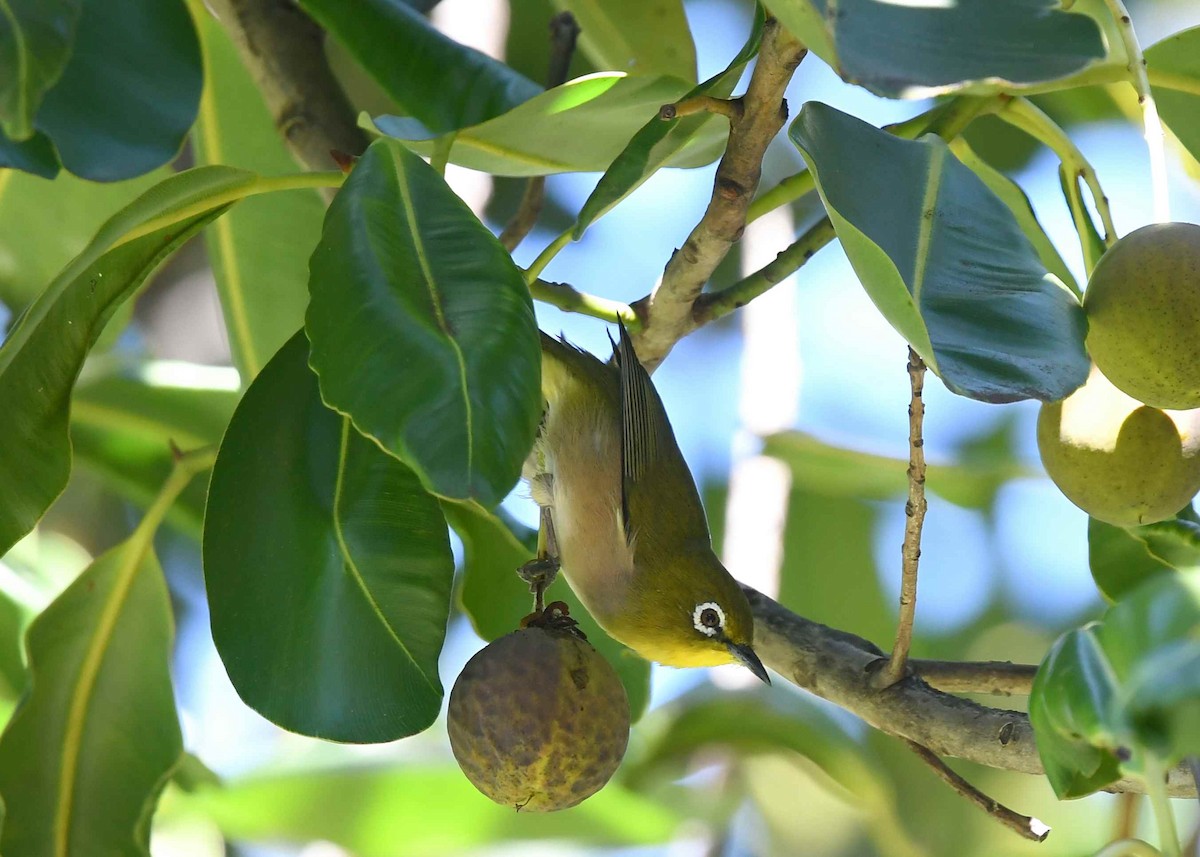 Окулярник японський - ML646275417