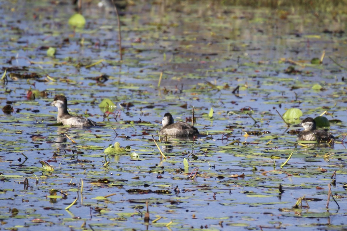 Schwarzkopf-Ruderente - ML646275419