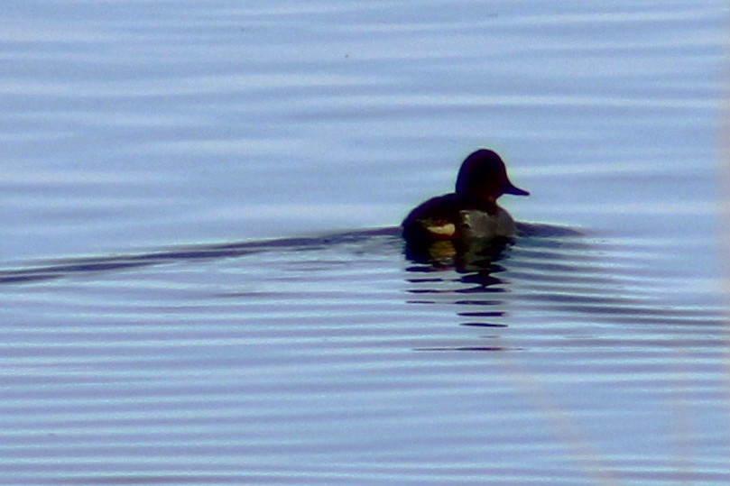 Green-winged Teal (American) - ML646275421