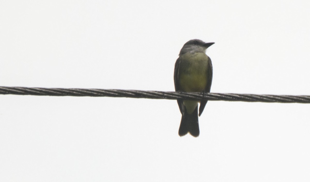 Tropical Kingbird - ML646275422