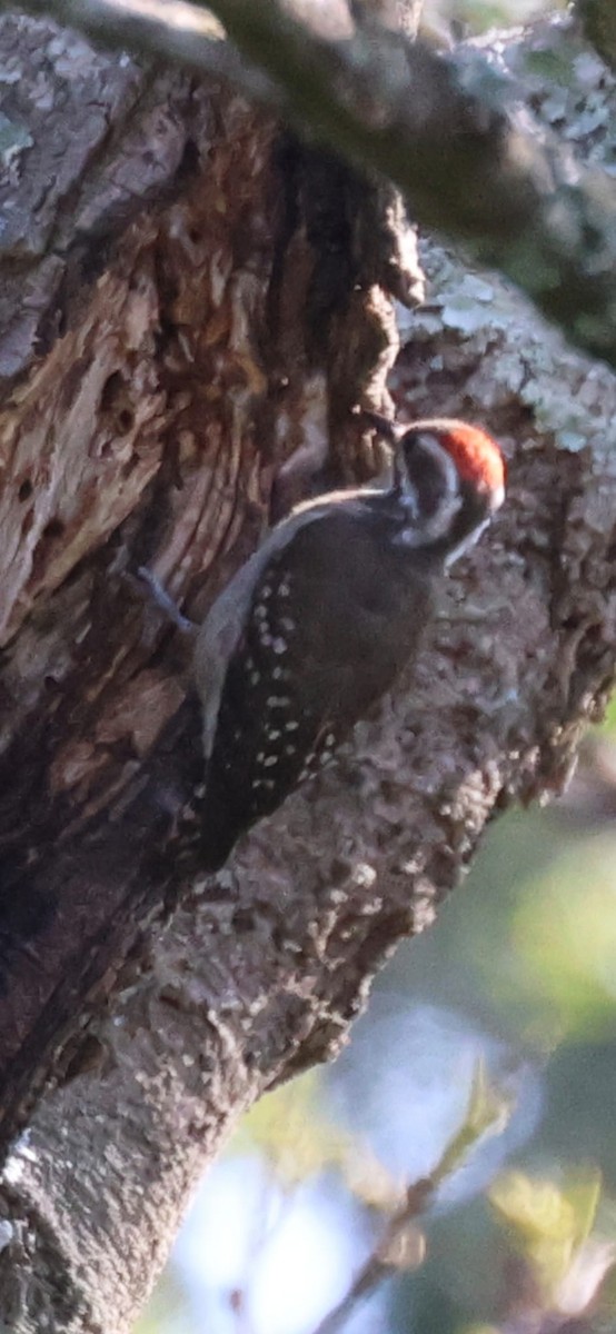 Brown-backed Woodpecker - ML646275424