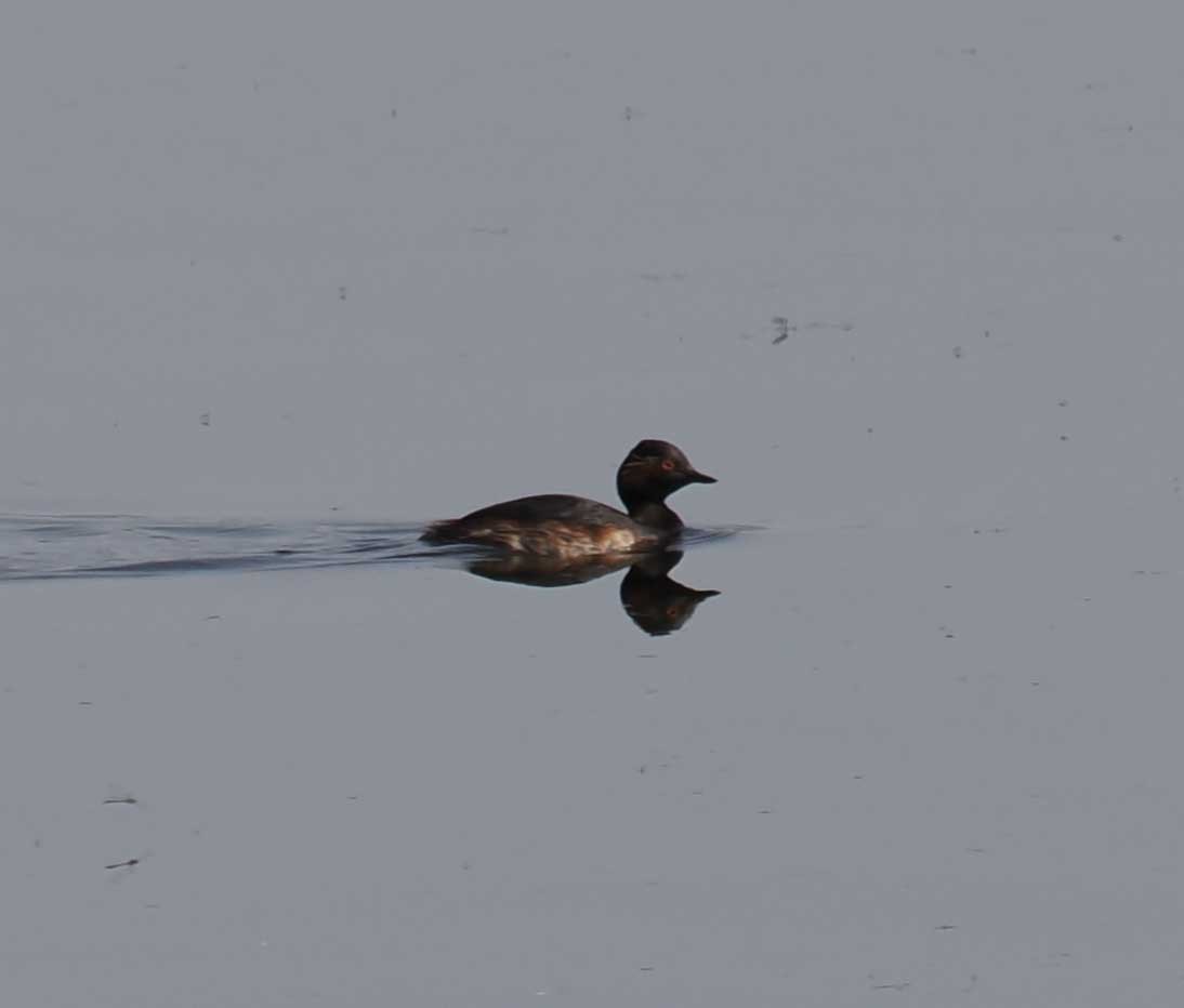 potápka černokrká - ML646275438