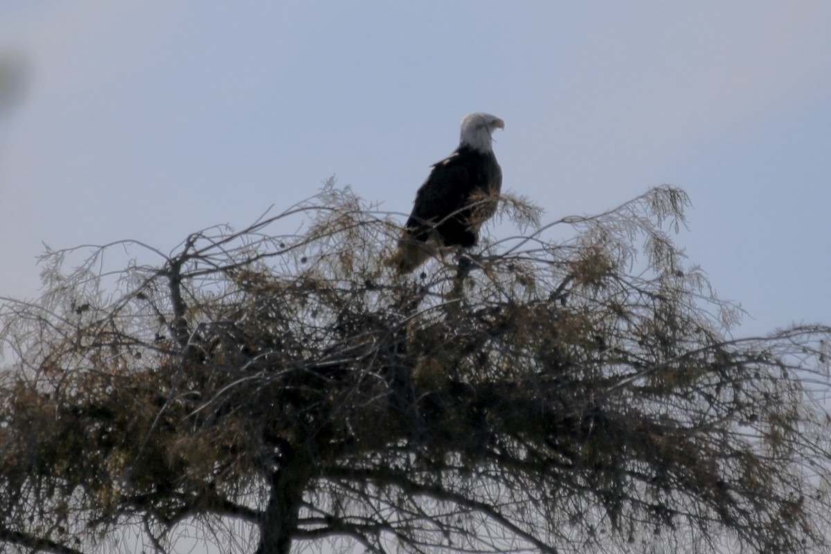 Weißkopf-Seeadler - ML646275441