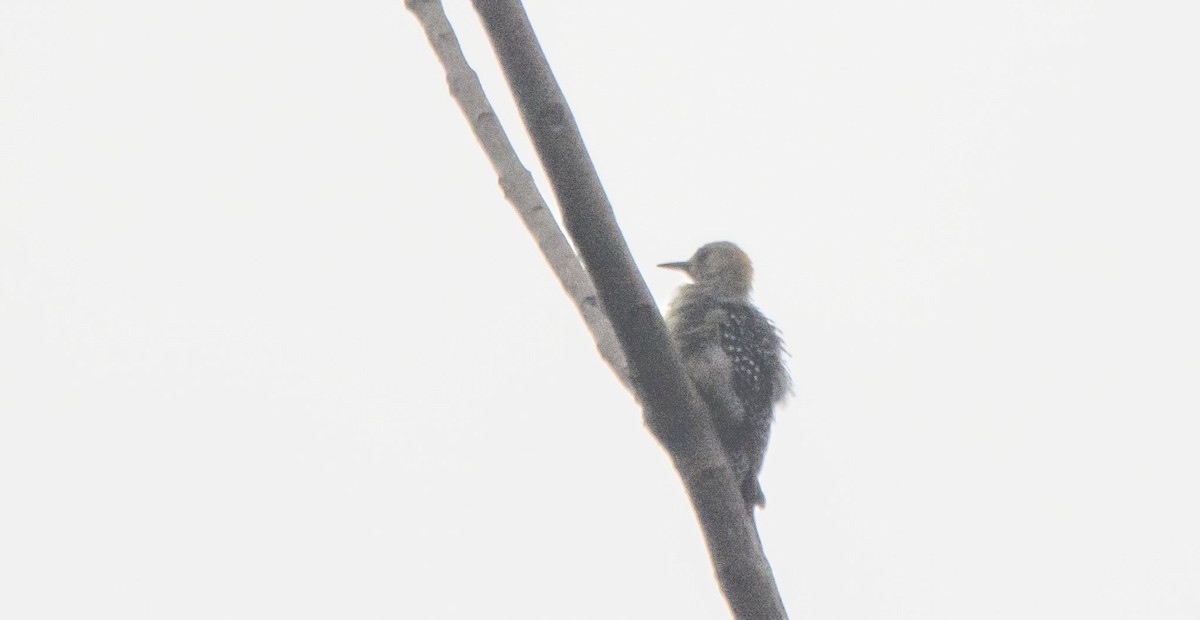 Hoffmann's Woodpecker - ML646275442
