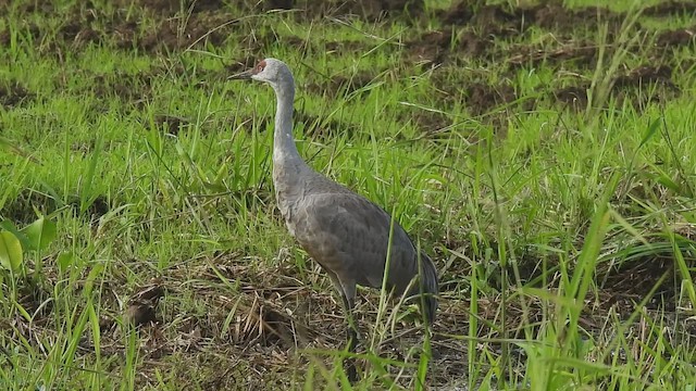 Sandhill Crane - ML646275446