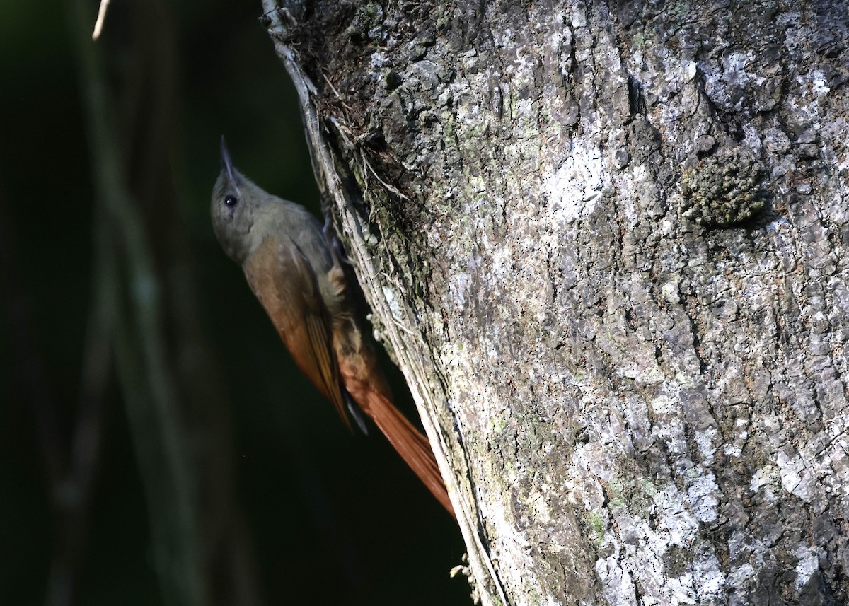 Olivaceous Woodcreeper - ML646275448