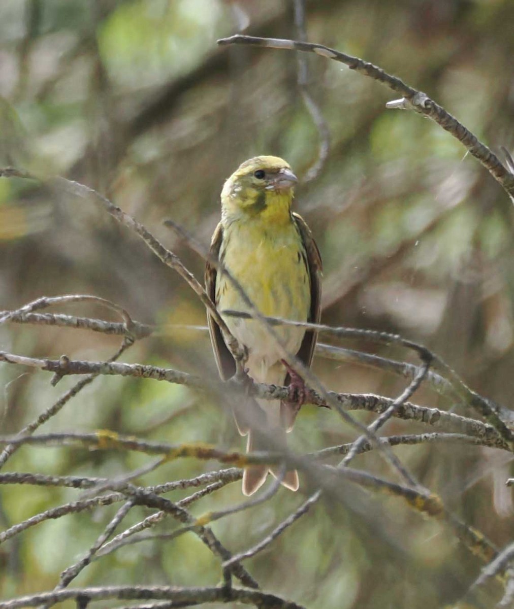 Txirriskila arrunta - ML646275450