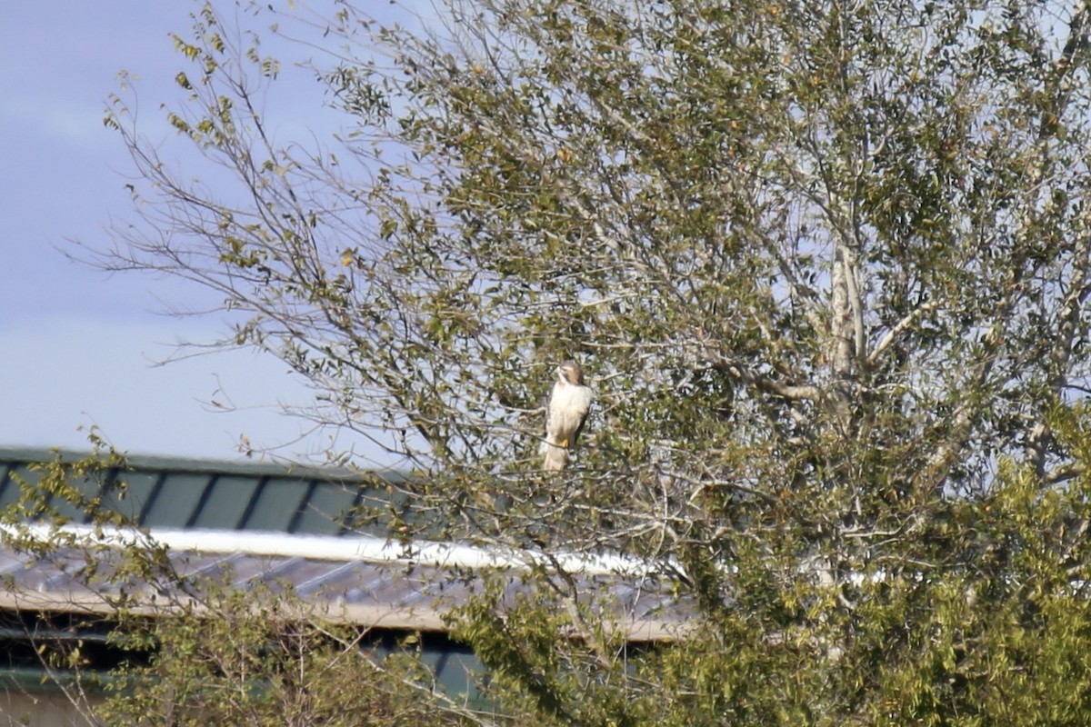 Rotschwanzbussard - ML646275455