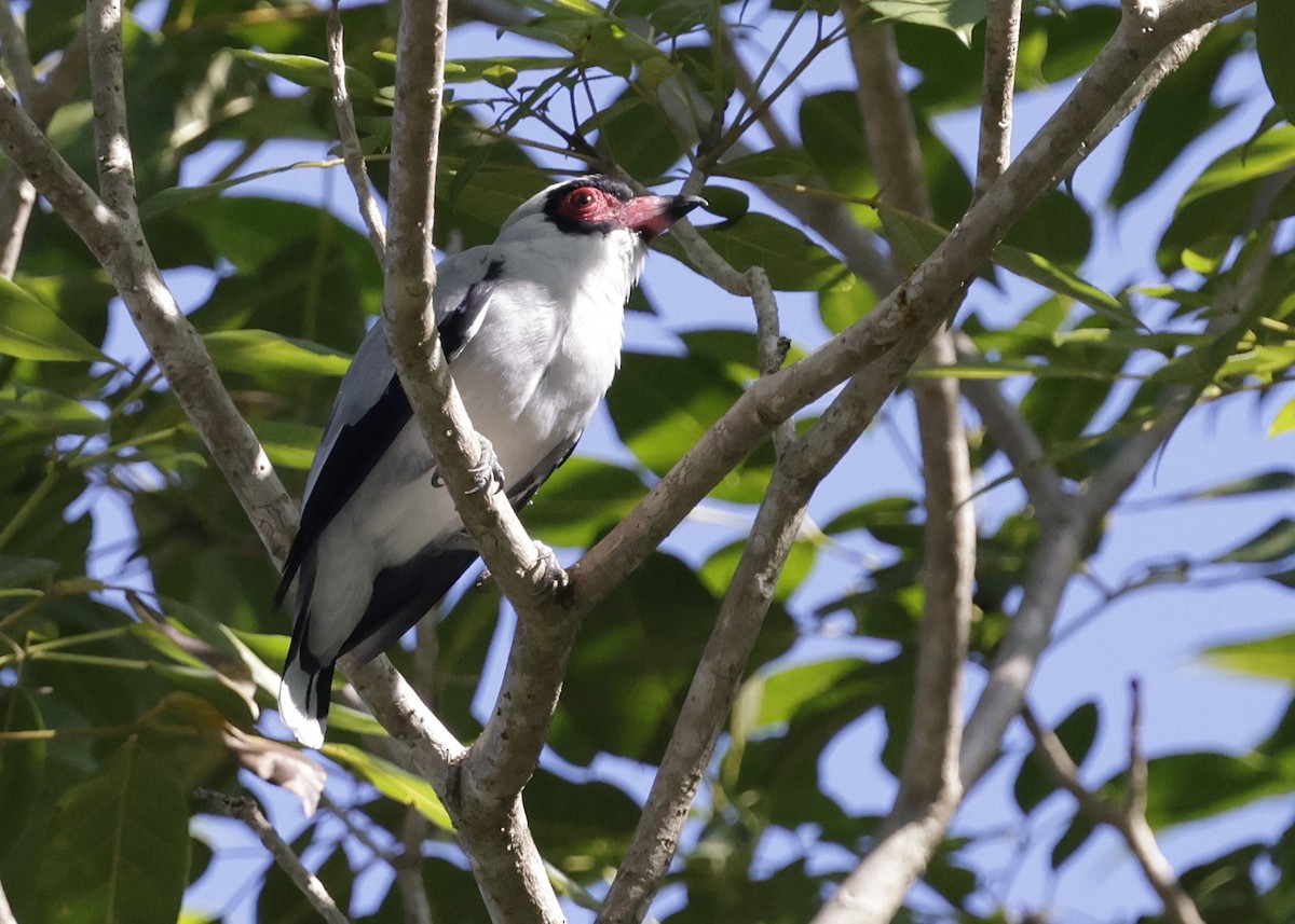 Masked Tityra - ML646275464