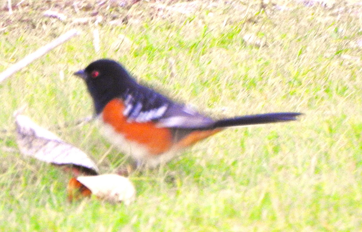 Spotted Towhee - ML646275471
