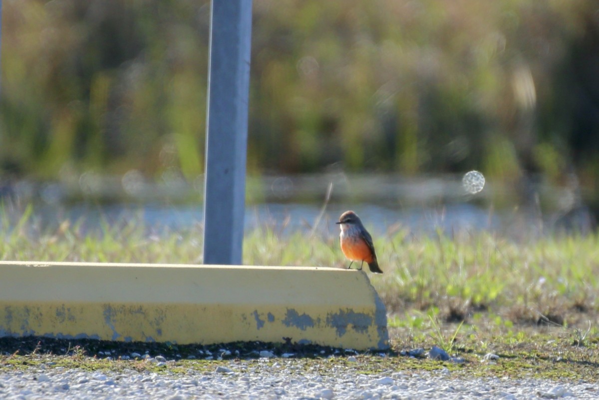 Rubintyrann - ML646275478