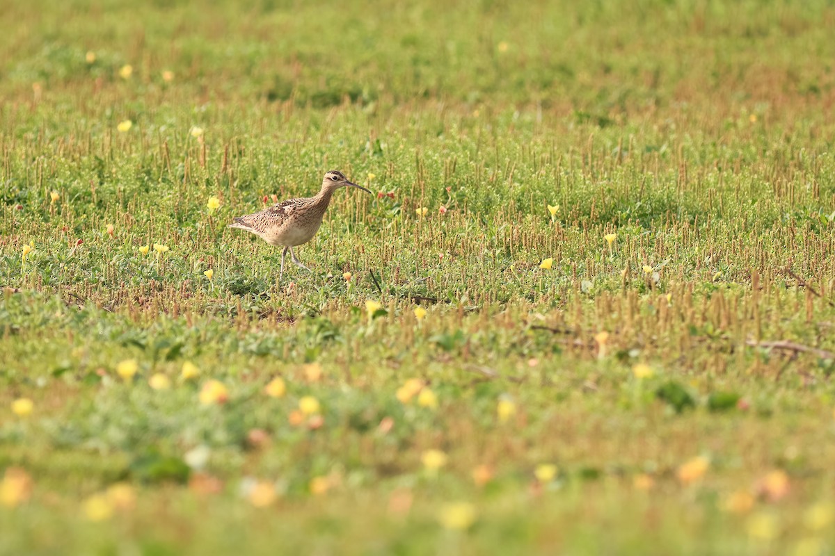 Little Curlew - ML646275482