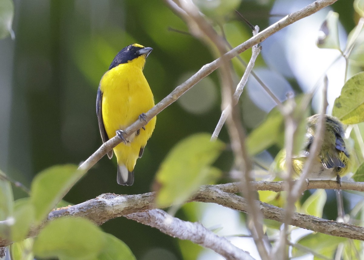 Yellow-throated Euphonia - ML646275484