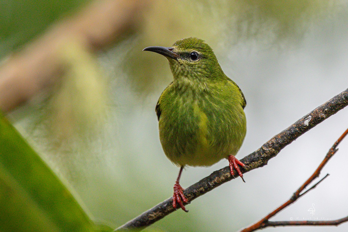 Red-legged Honeycreeper - ML646275487