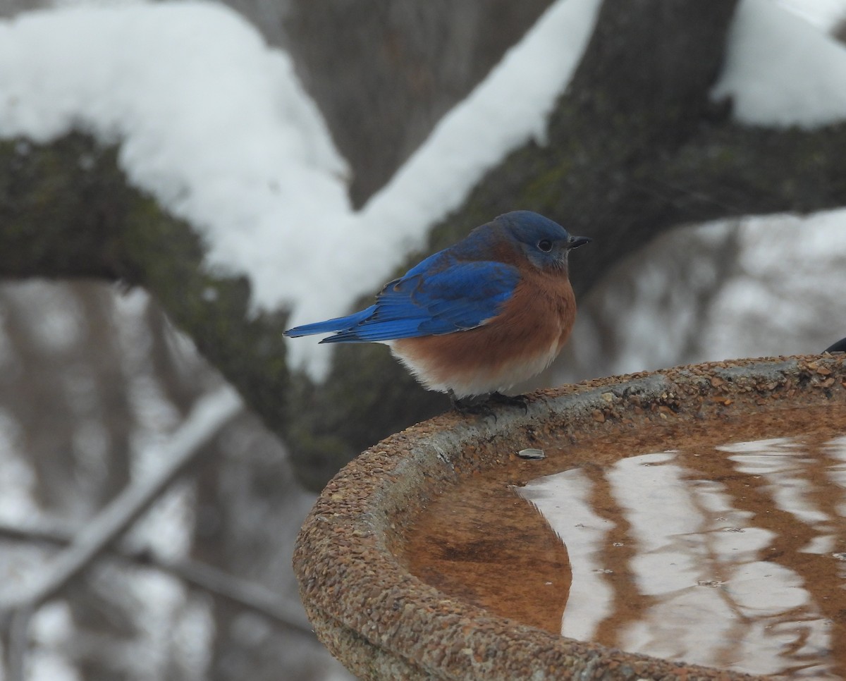 Eastern Bluebird - ML646275495