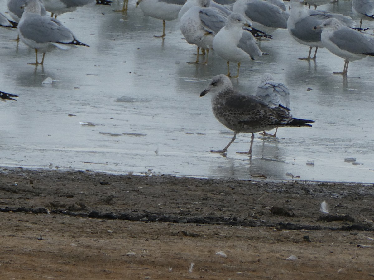 Gaviota Sombría - ML646275500