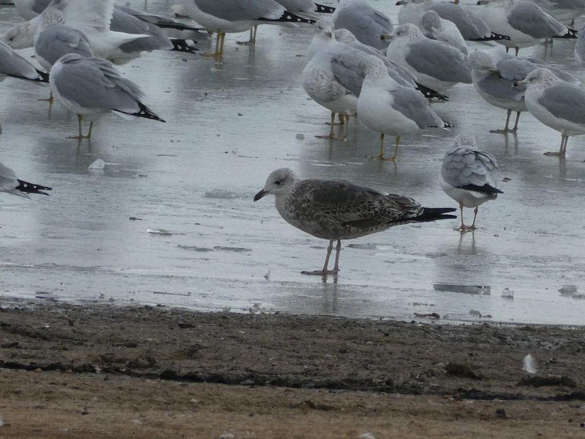 Gaviota Sombría - ML646275501