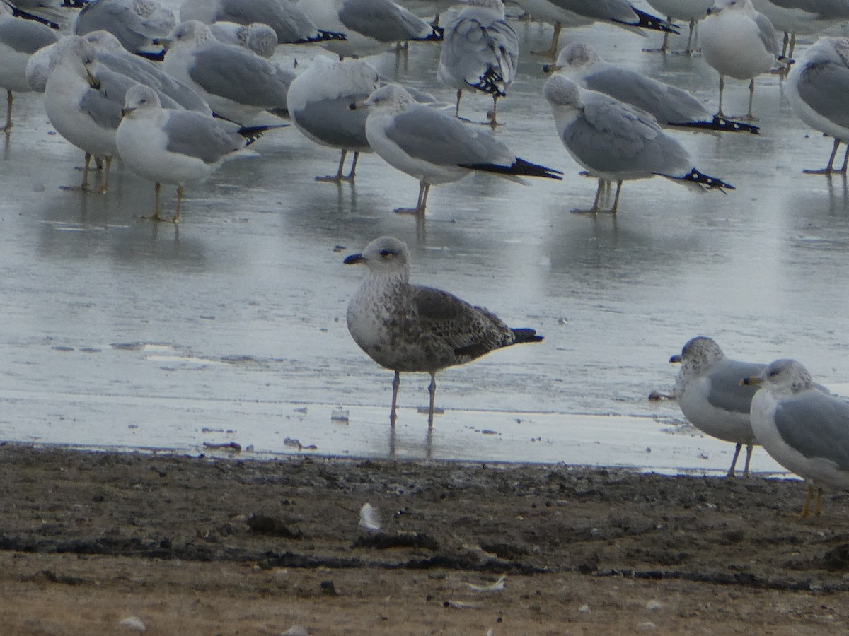 Gaviota Sombría - ML646275502