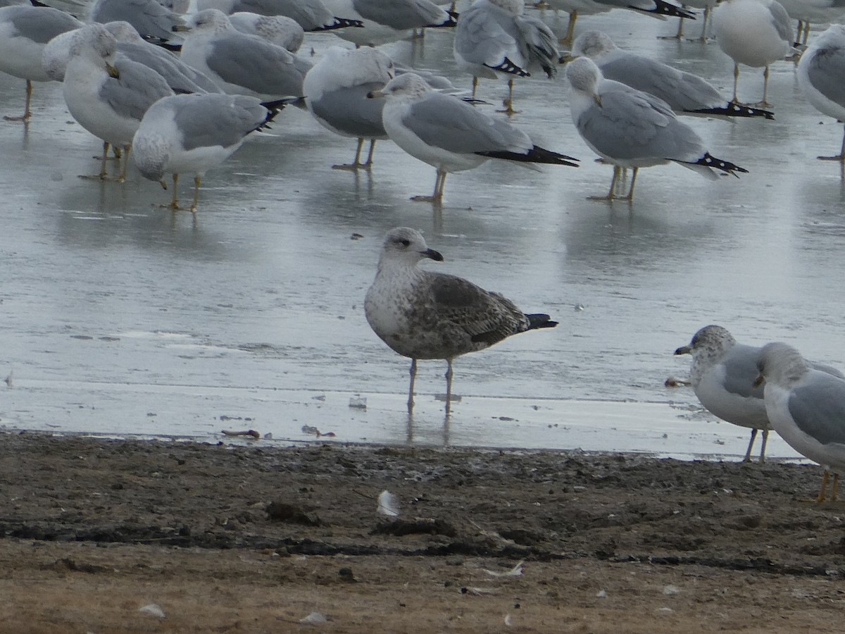 Gaviota Sombría - ML646275503