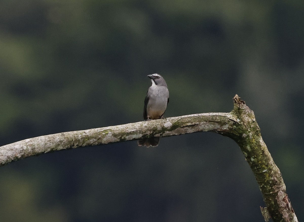 Bluish-gray Saltator - ML646275505