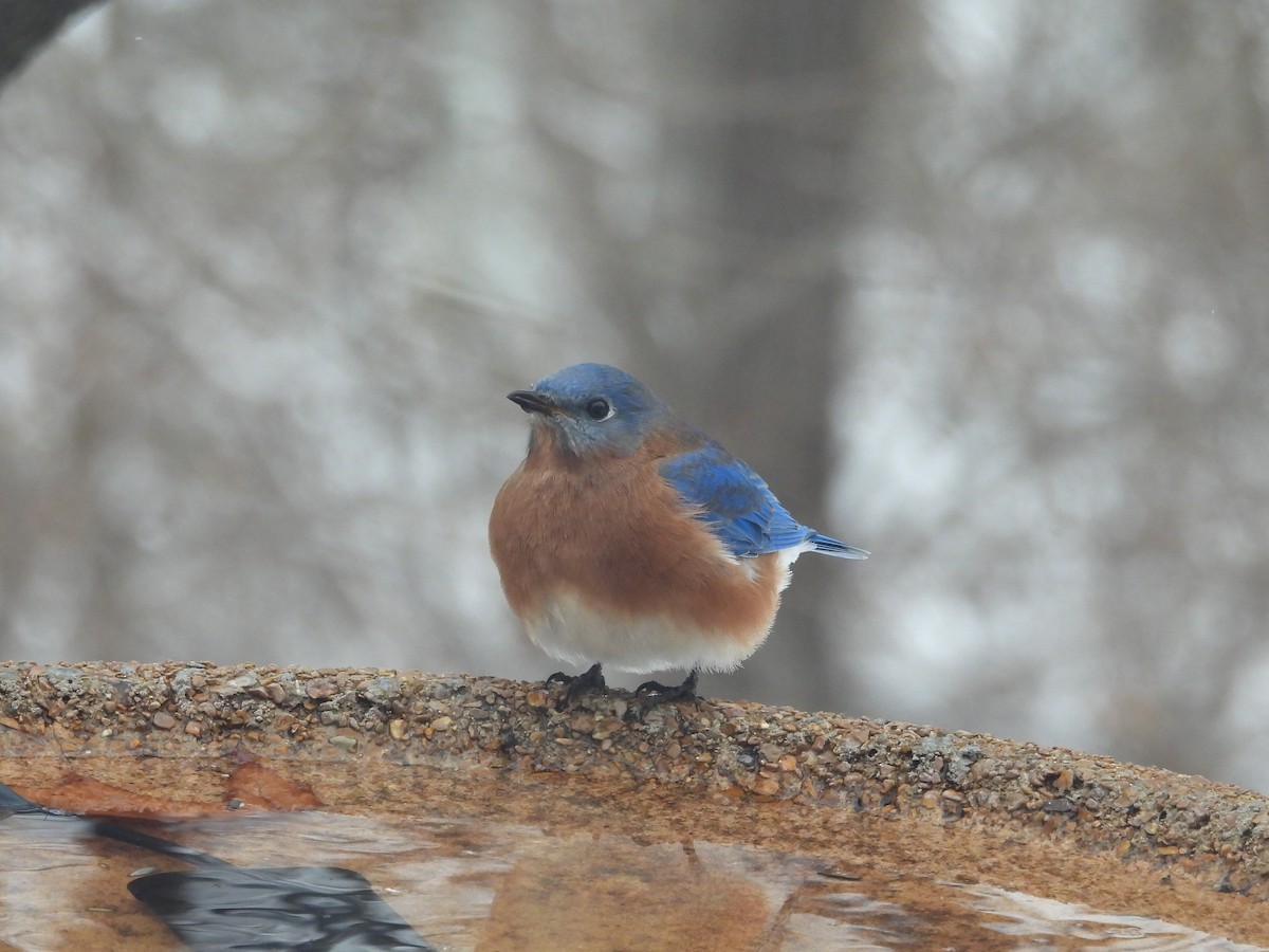Eastern Bluebird - ML646275508