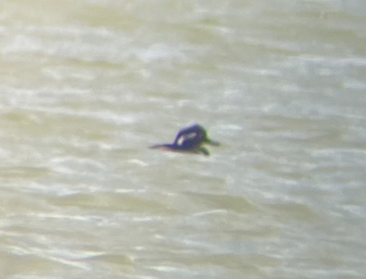 Hooded Merganser - ML646275511