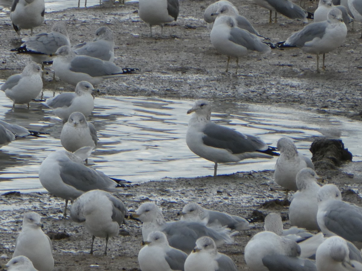 California Gull - ML646275512