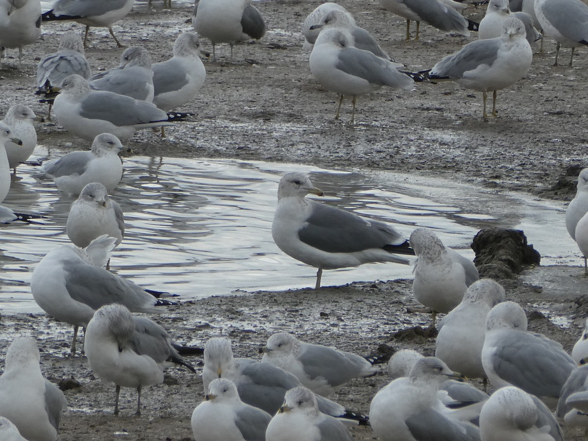 California Gull - ML646275513