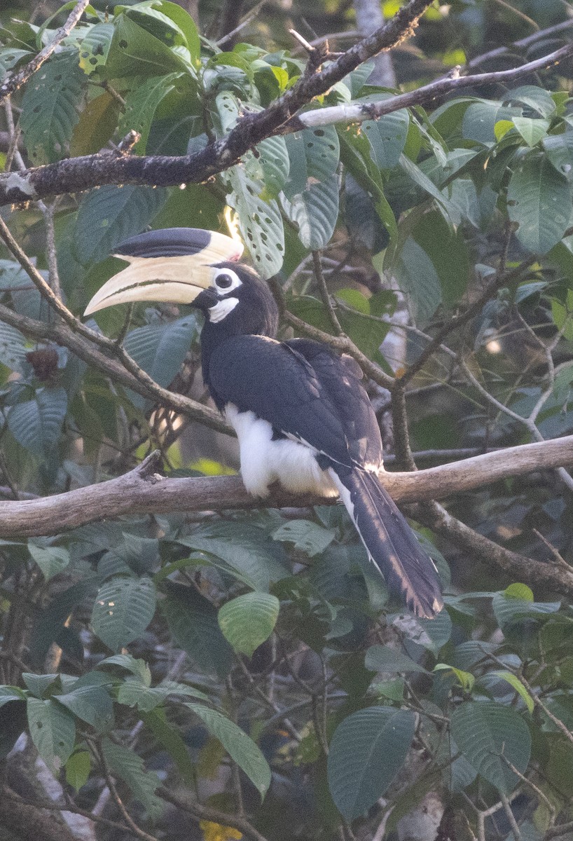 Malabar Pied-Hornbill - ML646275514