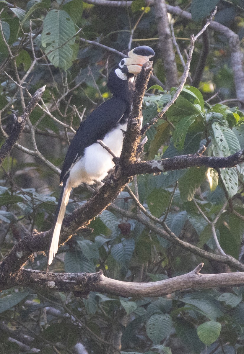 Malabar Pied-Hornbill - ML646275515