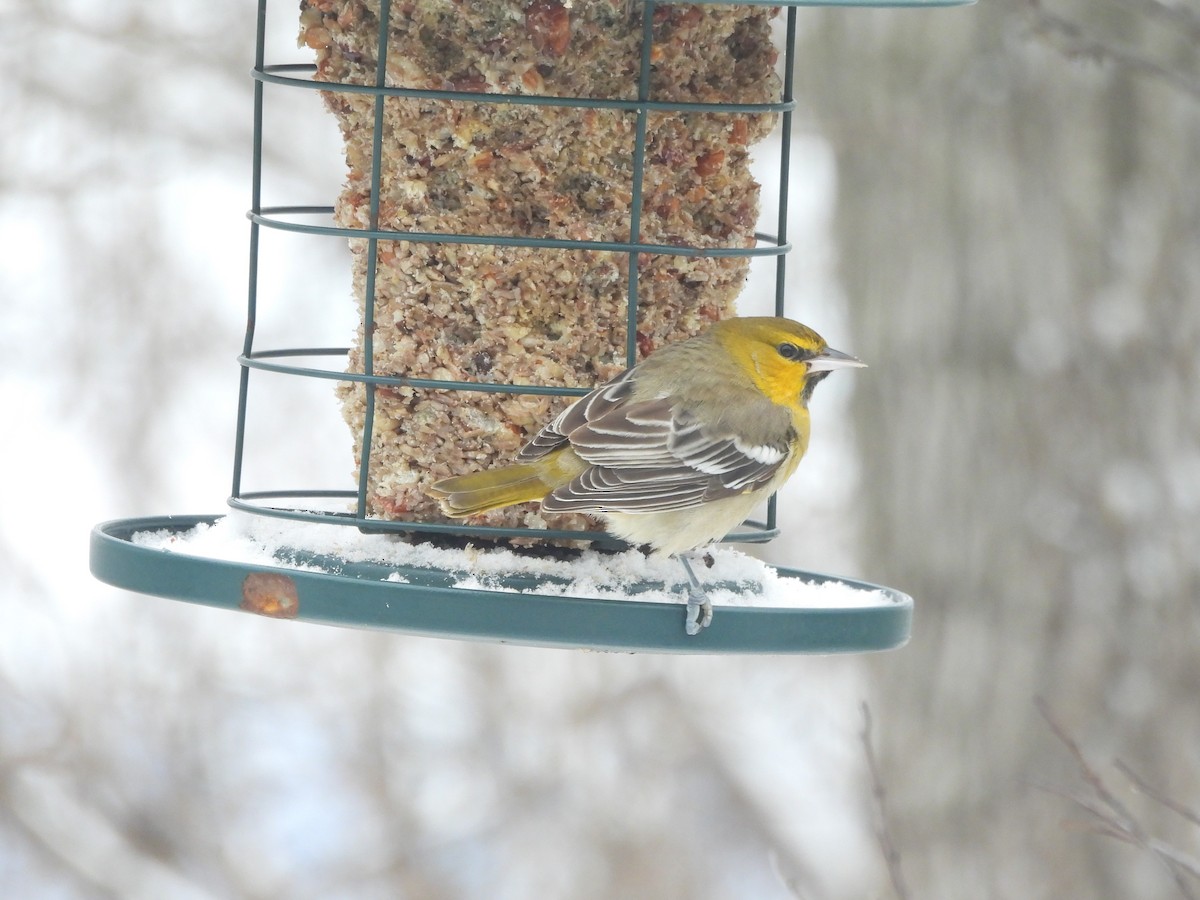 Bullock's Oriole - ML646275516