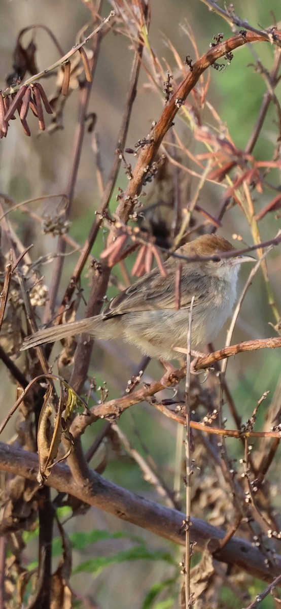Boran Cisticola - ML646275517