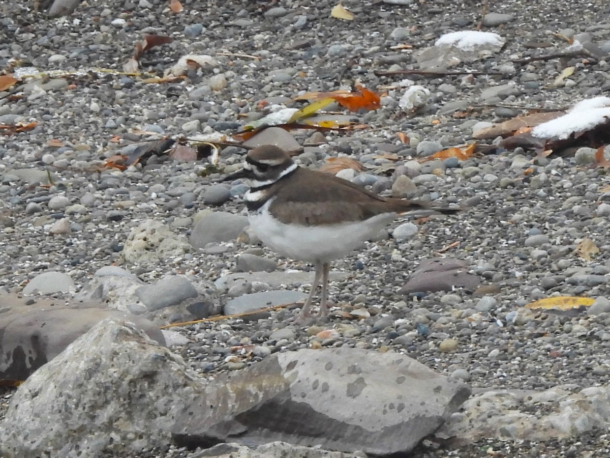 Killdeer - ML646275518