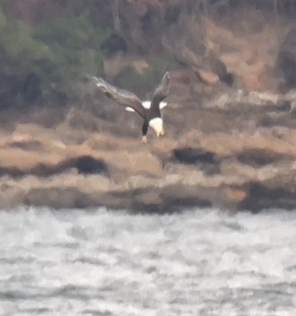 Bald Eagle - ML646275519