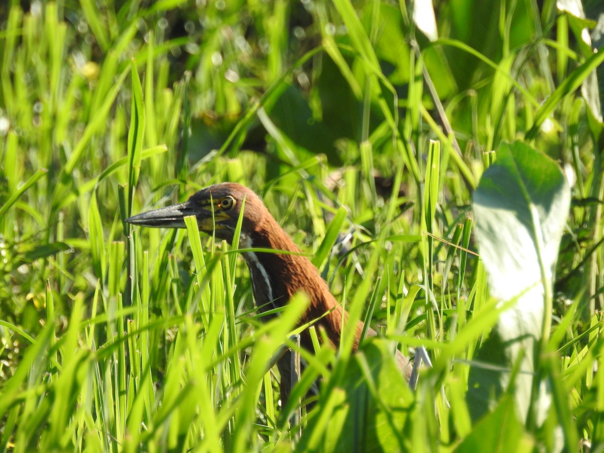 Rufescent Tiger-Heron - ML646275521