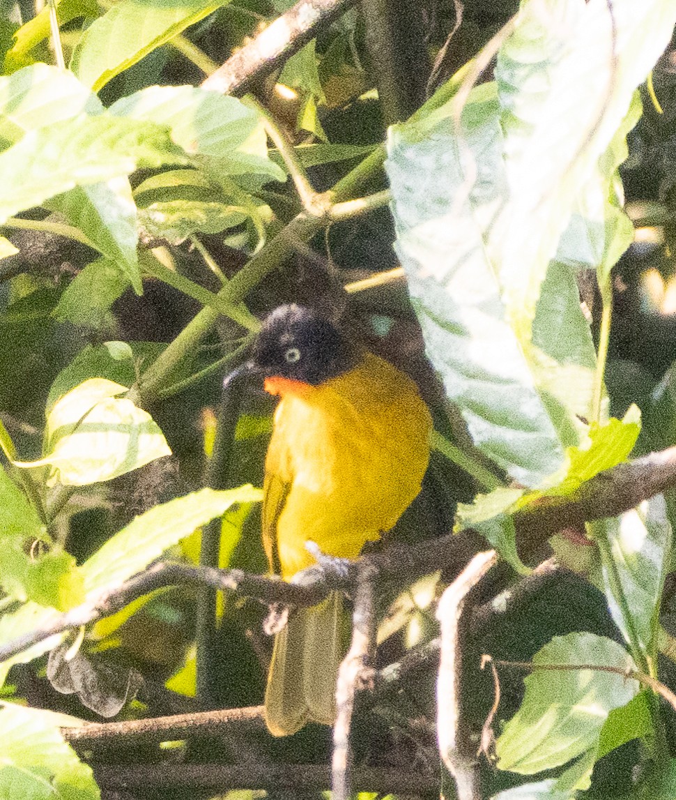 Flame-throated Bulbul - ML646275523